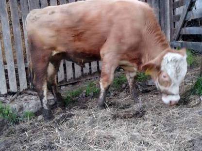 Verkaufe Stier