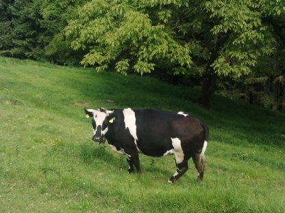Bild 3:Hochträchtige Kalbin zu verkaufen
