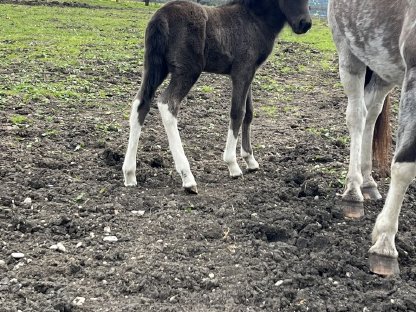 Bild 4:Tolles Isländer-Fohlen