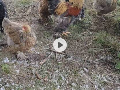 Bild 3:Brahma & Zwergseidenhühner Bruteier