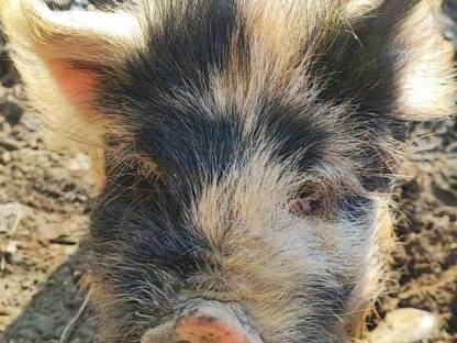 Kune Kune Eber