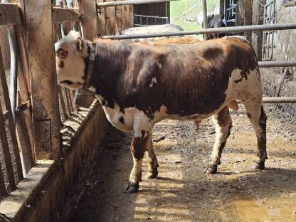 Normande / Fleckvieh Stier