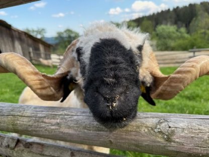 Bio Walliser Schwarznasenwidder, HB, TGD