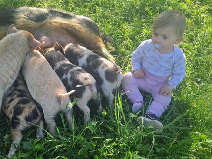 Kune Kune Schweine
