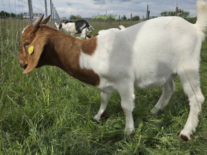 Bild 7:Verkaufe Burenziegen