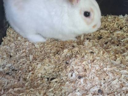 Zwergkaninchen