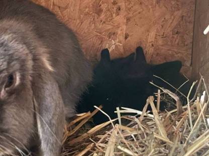 Zwergkaninchen Widder Babys