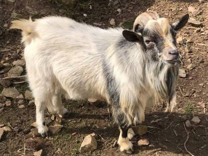 Minizwergziegen Bock