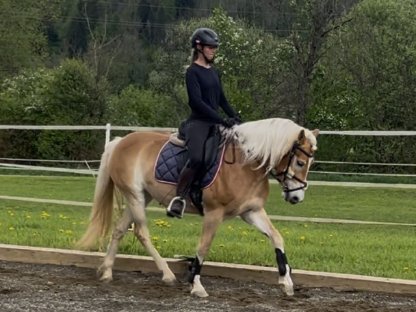 Wunderschöne Haflinger Stute