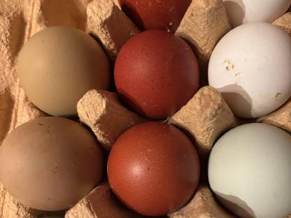 Bild 2:Bruteier Mix Buntleger