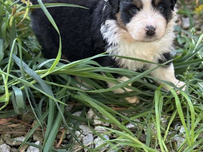 Australian Shepherd mit Ahnentafel