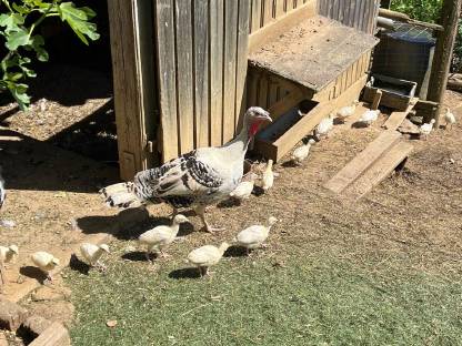 Bild 3:Cröllwitzer Puten Küken