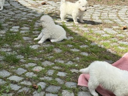 Bild 3:Samojeden-Welpen aus TOP-Zucht