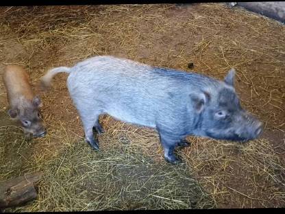 Micro-/Mini-Schwein-Mix Eber