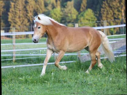 3-jähriger Haflinger Wallach