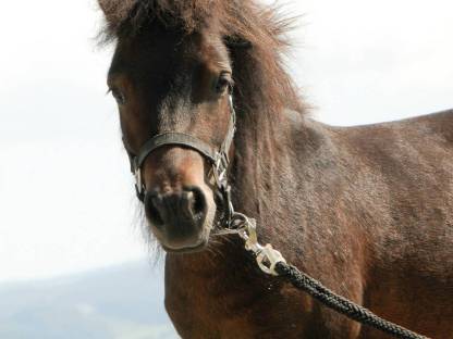 mini Shettlandpony