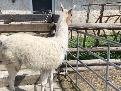 Bild 3:Lama Hengst