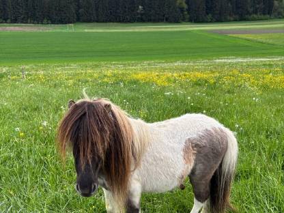 Mini-Shetty-Hengst