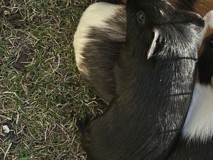 Meerschweinchen Bock, 8 Monate