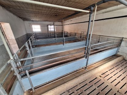 Aufstallung Mastschweine