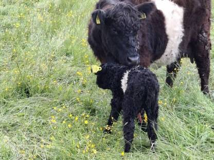 Bio-Galloway Kuh mit Kalb