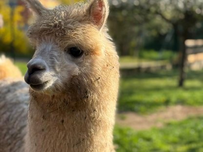 Bild 7:Alpaka Junghengste