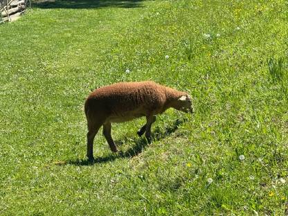 Bild 2:Jungbock, Schafbock, Widder