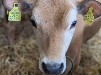 Jersey Kalb