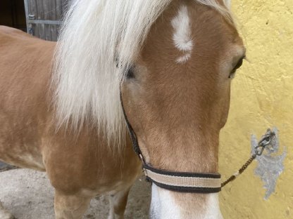 Haflinger Stute