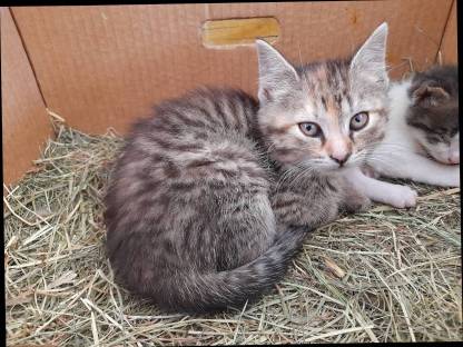 Süße und verspielte Babykatzen abzugeben