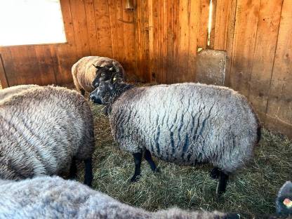 Blaue Texel Schlachtschaf weiblich