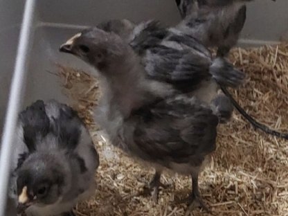 Australorp