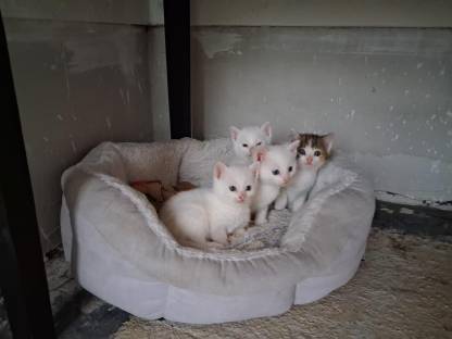 Baby Katzen