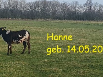 Mehrere Zwergzebu männlich/weiblich