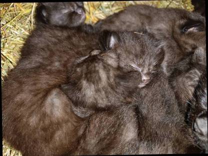 Kleine Katzen
