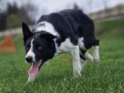 Border collie ISDS
