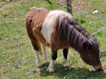 Bild 2:Minipony