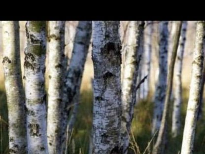 Bild 3:Birken - Selbstwerbungsbrennholz
