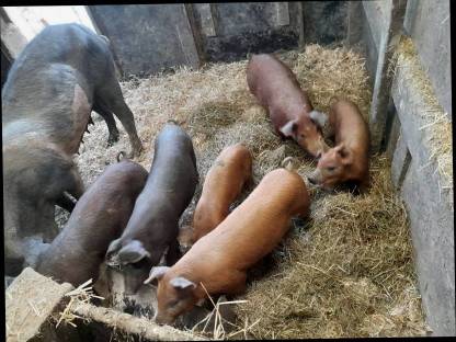 Verkaufe Ferkel