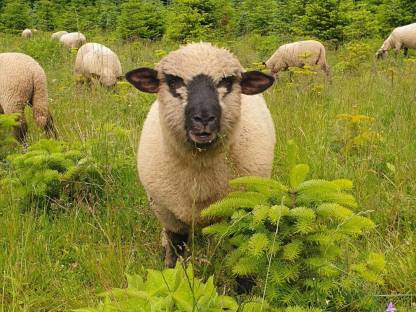Shropshire Lämmer