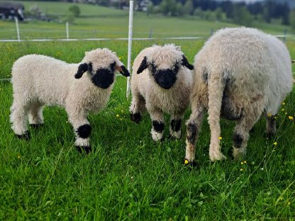 Walliser Schwarznasenschaf
