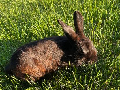 Männlicher Hase Rammler, schwarz