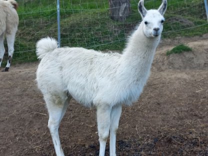 Lama Lamahengst Lamajunghengst
