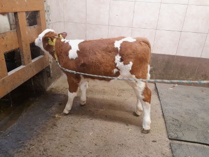 BIO  Heumilch Kalb zu verkaufen