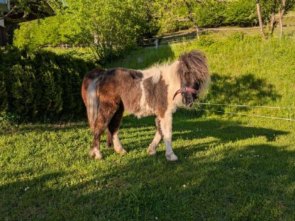 Bild 5:Shetty Stutfohlen