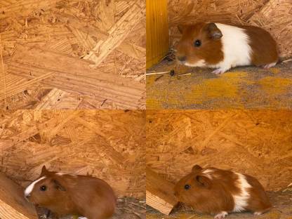 Meerschweinchen