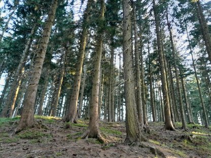 3,5 ha Wald und Acker