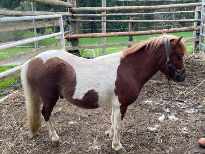 Bild 2:Shetland Pony Hengst