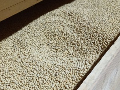 Bild 3:BIO SOJABOHNEN