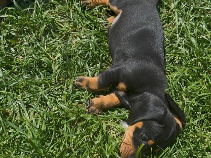 Bild 3:Tolle Begleiter Fürs Leben